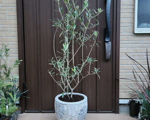 オリーブの木　約107㎝　エルグレコ オリーブの木 約107㎝ エルグレコ 2025年最新】オリーブの木