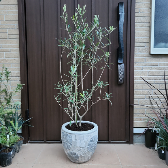 再販♡ 大きめ♪オリーブの木 エルグレコ お洒落 タイルストーン