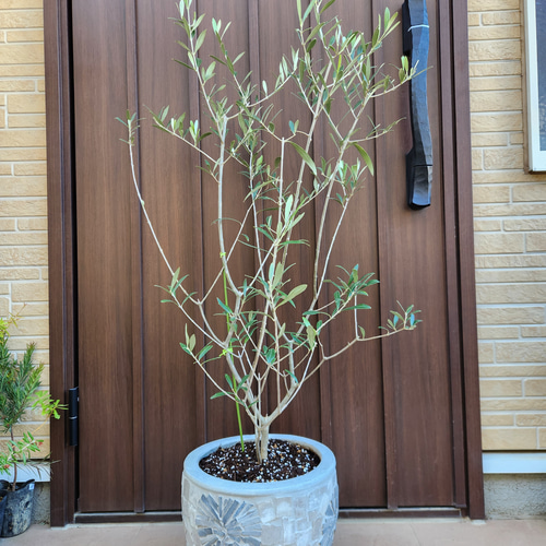 再販♡ 大きめ♪オリーブの木 エルグレコ お洒落 タイルストーン