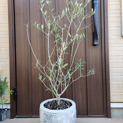 再販♡ 大きめ♪オリーブの木 エルグレコ お洒落 タイルストーン