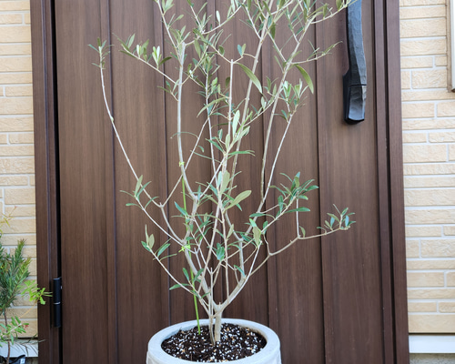 再販♡ 大きめ♪オリーブの木 エルグレコ お洒落 タイルストーン