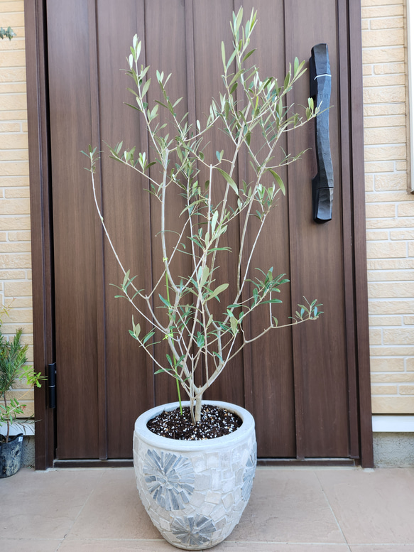 再販♡ 大きめ♪オリーブの木 エルグレコ お洒落 タイルストーン