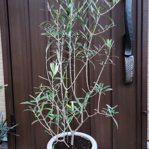 再販♡ 大きめ♪オリーブの木 エルグレコ お洒落 タイルストーン