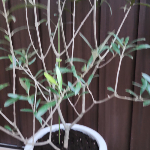 再販♡ 大きめ♪オリーブの木 エルグレコ お洒落 タイルストーン