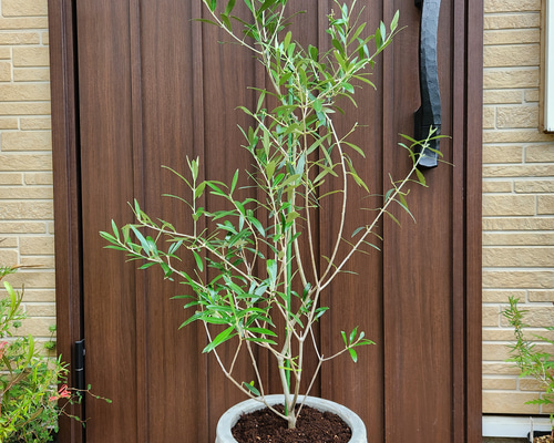 オリーブの木　エルグレコ　くるくるデザインテラコッタ鉢植え　苗　ウェルカムツリー オリーブの木 エルグレコ くるくるデザインテラコッタ鉢植え 苗