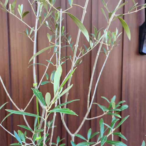 オリーブの木　エルグレコ　陶器鉢植え　苗　シンボルツリー 大型コンクリート鉢植え シンボルツリー 苗 エルグレコ オリーブの木 常緑樹