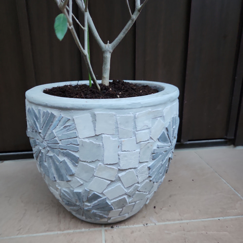 オリーブの木　エルグレコ　セット鉢植え　苗　シンボルツリー 再販♡ 大きめ♪オリーブの木 エルグレコ お洒落 タイルストーン