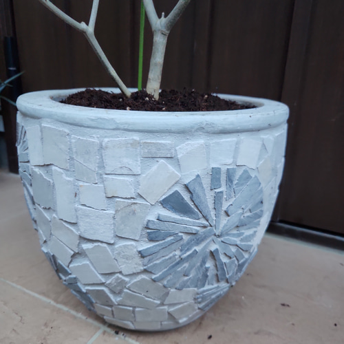 大型　オリーブ　エルグレコ　テラコッタ鉢植え　苗　シンボルツリー 再販♡ 大きめ♪オリーブの木 エルグレコ お洒落 タイルストーン