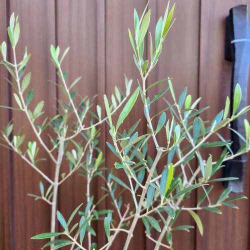 再販♡ 大きめ♪オリーブの木 エルグレコ お洒落 タイルストーン