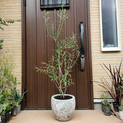 大型鉢植え　オリーブ　エルグレコ　和モダン鉢植え　苗　ウェルカムツリー 大きめ♪オリーブの木 エルグレコ 大型お洒落テラコッタ鉢植え