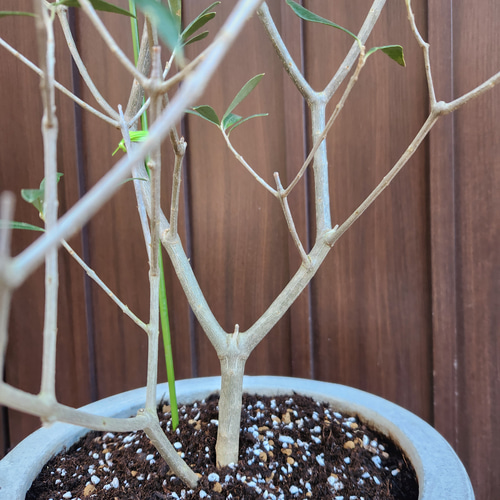 再販♡ 大きめ♪オリーブの木 エルグレコ お洒落 タイルストーン