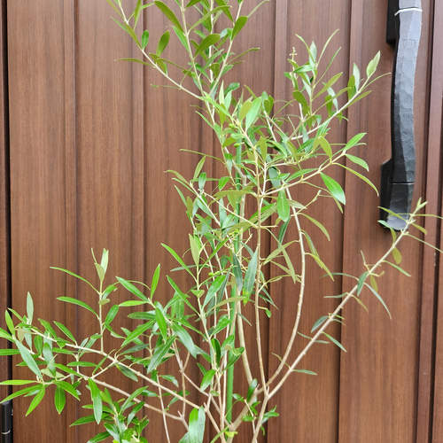 オリーブ　エルグレコ　鉢植え13　苗　苗木　シンボルツリー　美樹形 オリーブ エルグレコ 鉢植え13 苗 苗木 シンボルツリー 美樹形