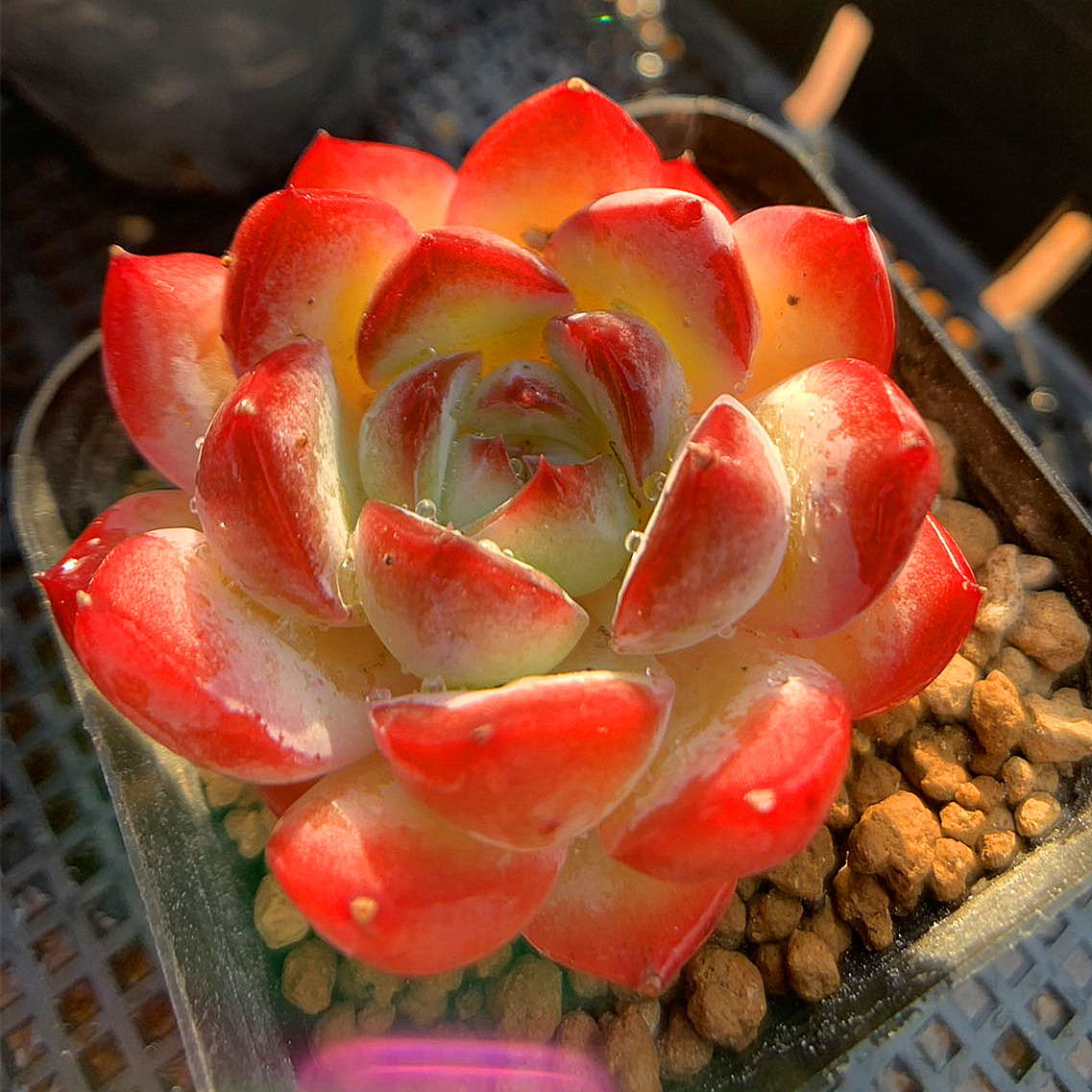 お値下け中‼️【韓国苗】ストロベリーアーモンド 抜き苗 お値下け中