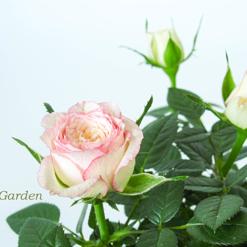 ミニバラ☆カルーセル コルダナ☆5号根はり鉢植え☆一本立ちミニバラ