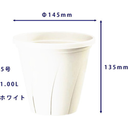 ミニバラ★カルーセル コルダナ★５号根はり鉢植え★一本立ちミニバラ 7枚目の画像