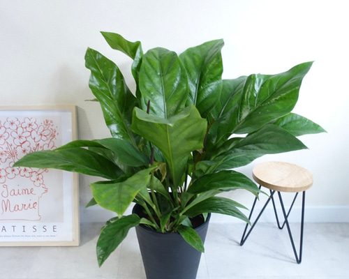 ［現品］【希少】ボリューム満点！　アンスリウム　ジャングルブッシュ　8号　レア 希少品種】原種系アンスリウム“ジャングルブッシュ（ジャングル