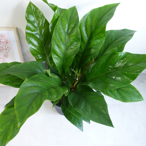 希少品種です アンスリウム ジャングルブッシュ 珍しい花付き 観葉植物