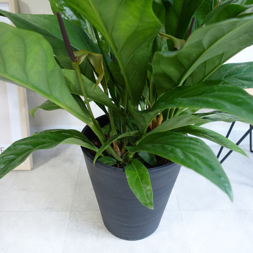 【現品】アンスリウム・ジャングルブッシュ　7号　黒鉢　（3） 希少❗️原種アンスリウム❤️ジャングルブッシュ 7号鉢 多肉植物