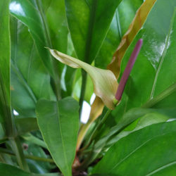 希少品種です　アンスリウム　ジャングルブッシュ　珍しい花付き　観葉植物 3枚目の画像
