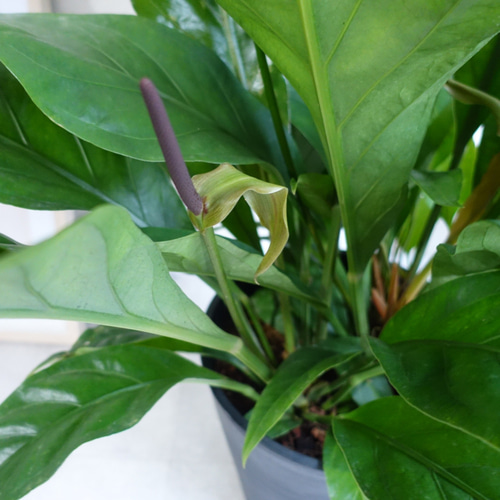 希少品種です アンスリウム ジャングルブッシュ 珍しい花付き 観葉植物