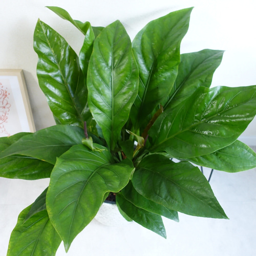 希少品種です アンスリウム ジャングルブッシュ 珍しい花付き 観葉植物
