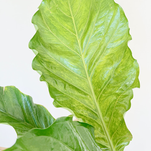 斑入り アンスリウム ジャングルキング Lサイズ 観葉植物 calm cafe