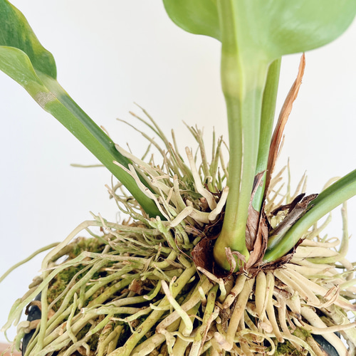 斑入り アンスリウム ジャングルキング Lサイズ 観葉植物 calm
