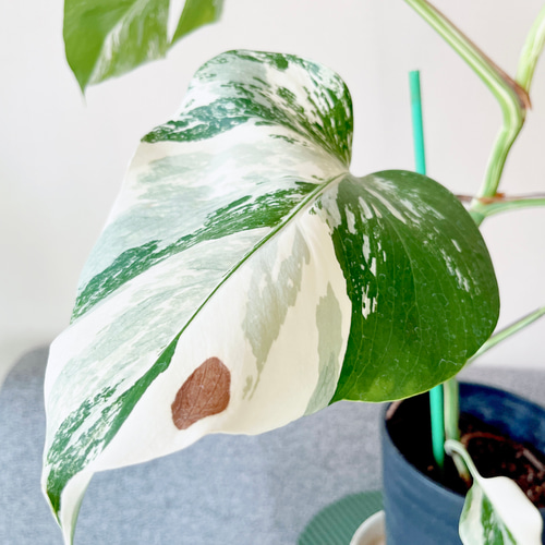 斑入りモンステラ 中型 A4 モンステラ タイコンステレーション厳厳選