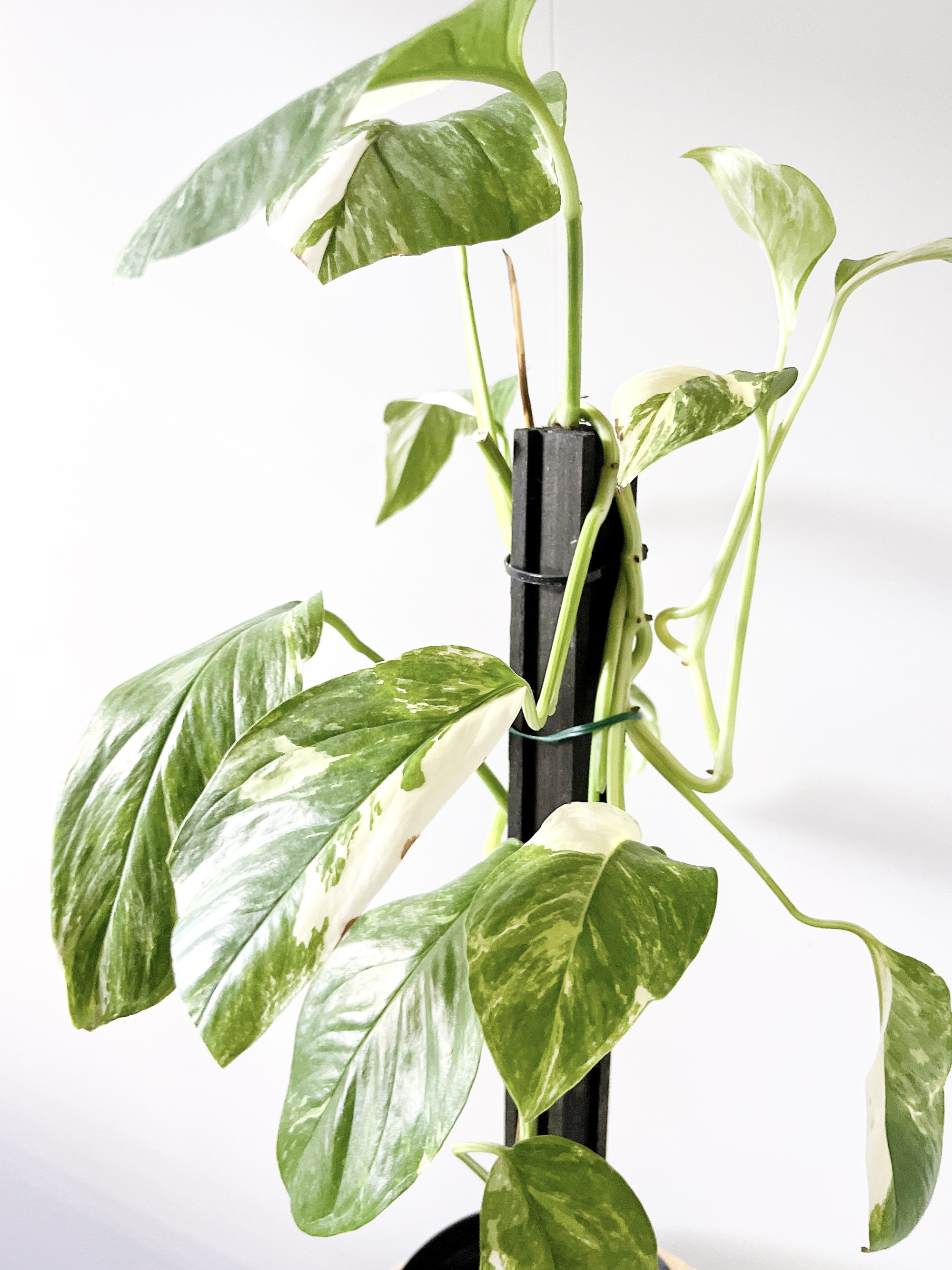 希少 ラフィドフォラ ピナタ 斑入り 観葉植物 その他インテリア雑貨 