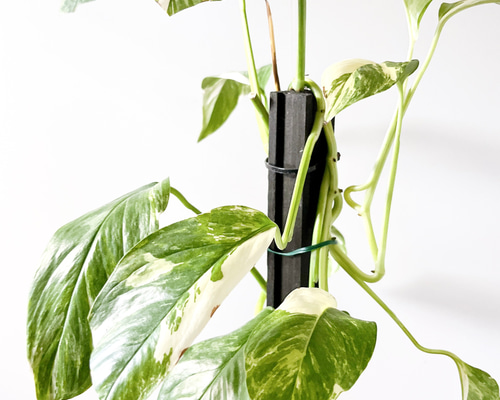 3edc7a3c2c0c3b2adb170508ba82fe