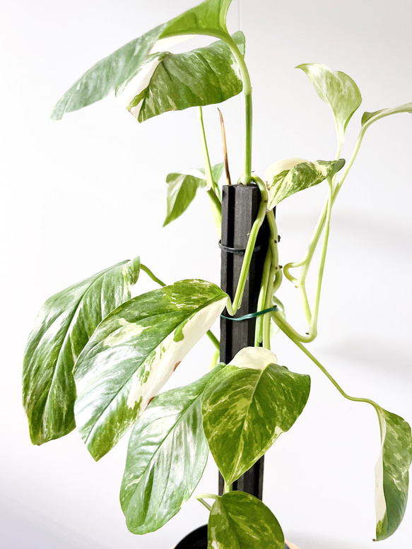 ラフィドフォラ　ピナタ 楽天市場】観葉植物 ラフィドフォラ ピナタ(斑入り) 4号吊り鉢