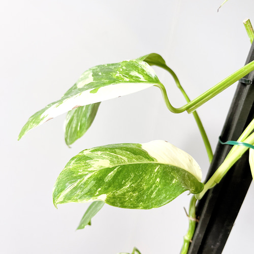 希少 ラフィドフォラ ピナタ 斑入り 観葉植物 その他インテリア雑貨