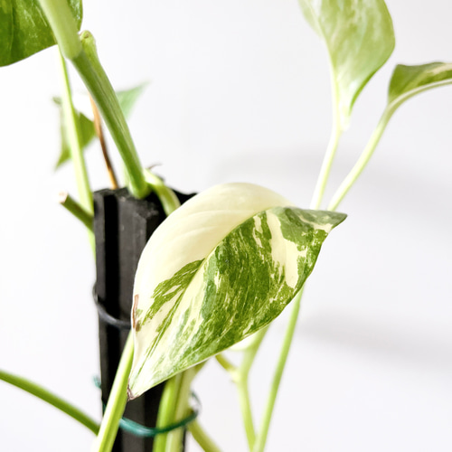 希少 ラフィドフォラ ピナタ 斑入り 観葉植物 その他インテリア雑貨