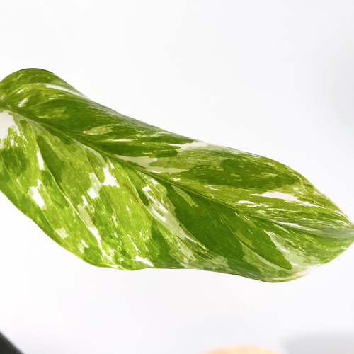 希少 ラフィドフォラ ピナタ 斑入り 観葉植物 その他インテリア雑貨