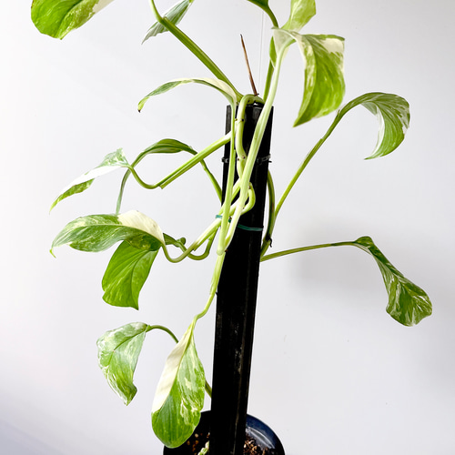 ラフィドフォラ　ピナタ 楽天市場】観葉植物 ラフィドフォラ ピナタ(斑入り) 4号吊り鉢