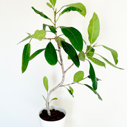 フィカス ロイ 曲がり 希少 観葉植物 大型 室内 calm cafe 多肉植物