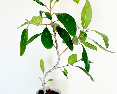 フィカス ロイ 曲がり 希少 観葉植物 大型 室内 calm cafe 多肉植物