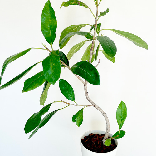 フィカス ロイ 曲がり 希少 観葉植物 大型 室内 calm cafe 多肉植物