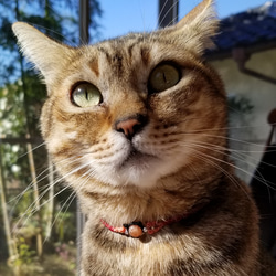 ♥天然石の猫の首輪♥マクラメ編みの猫、小型犬、小動物の首輪☆猫ちゃんブレスレットとお揃い☆ 2枚目の画像