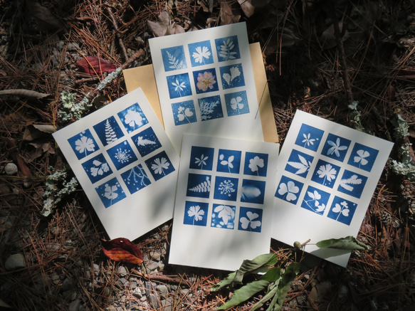 植物剪影。九宮格藍曬卡片（附信封） Botanic Cyanotype Card (with Envelope) 第3張的照片