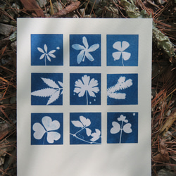 植物剪影。九宮格藍曬卡片（附信封） Botanic Cyanotype Card (with Envelope) 第1張的照片