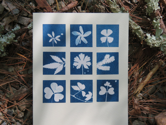 植物剪影。九宮格藍曬卡片（附信封） Botanic Cyanotype Card (with Envelope) 第1張的照片