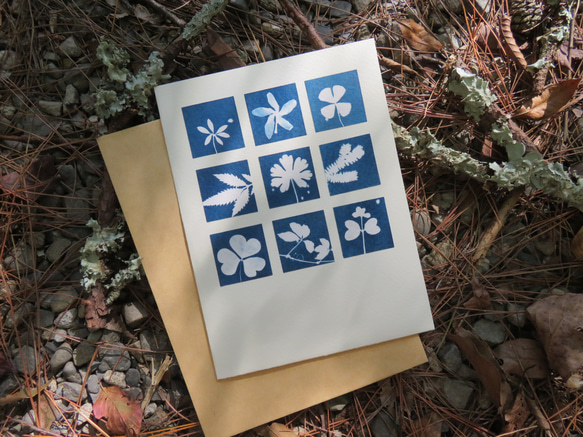 植物剪影。九宮格藍曬卡片（附信封） Botanic Cyanotype Card (with Envelope) 第2張的照片