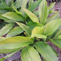 月桃茶ができました、リラックス効果の高いお茶が登場です！！ 3枚目の画像