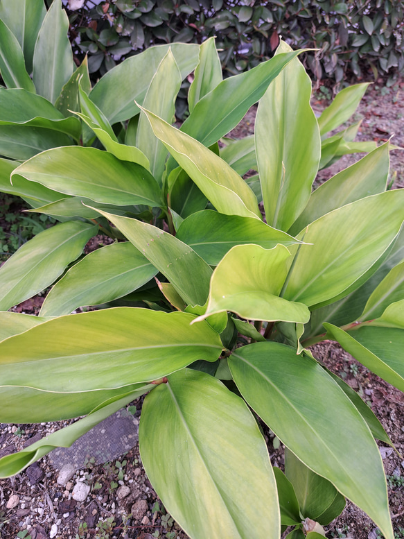 月桃茶ができました、リラックス効果の高いお茶が登場です！！ 3枚目の画像