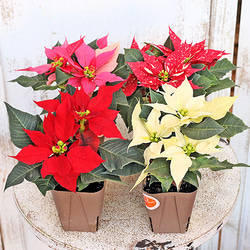 花苗 ポインセチア レッド ピンク クリーム 斑入り 2.5号ポット 上品