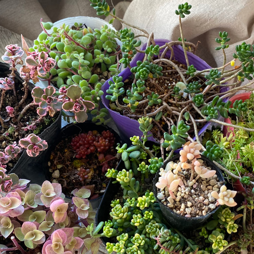 小さなグランドピアノ』 リメイク缶寄せ植えセット 多肉植物 リメイク