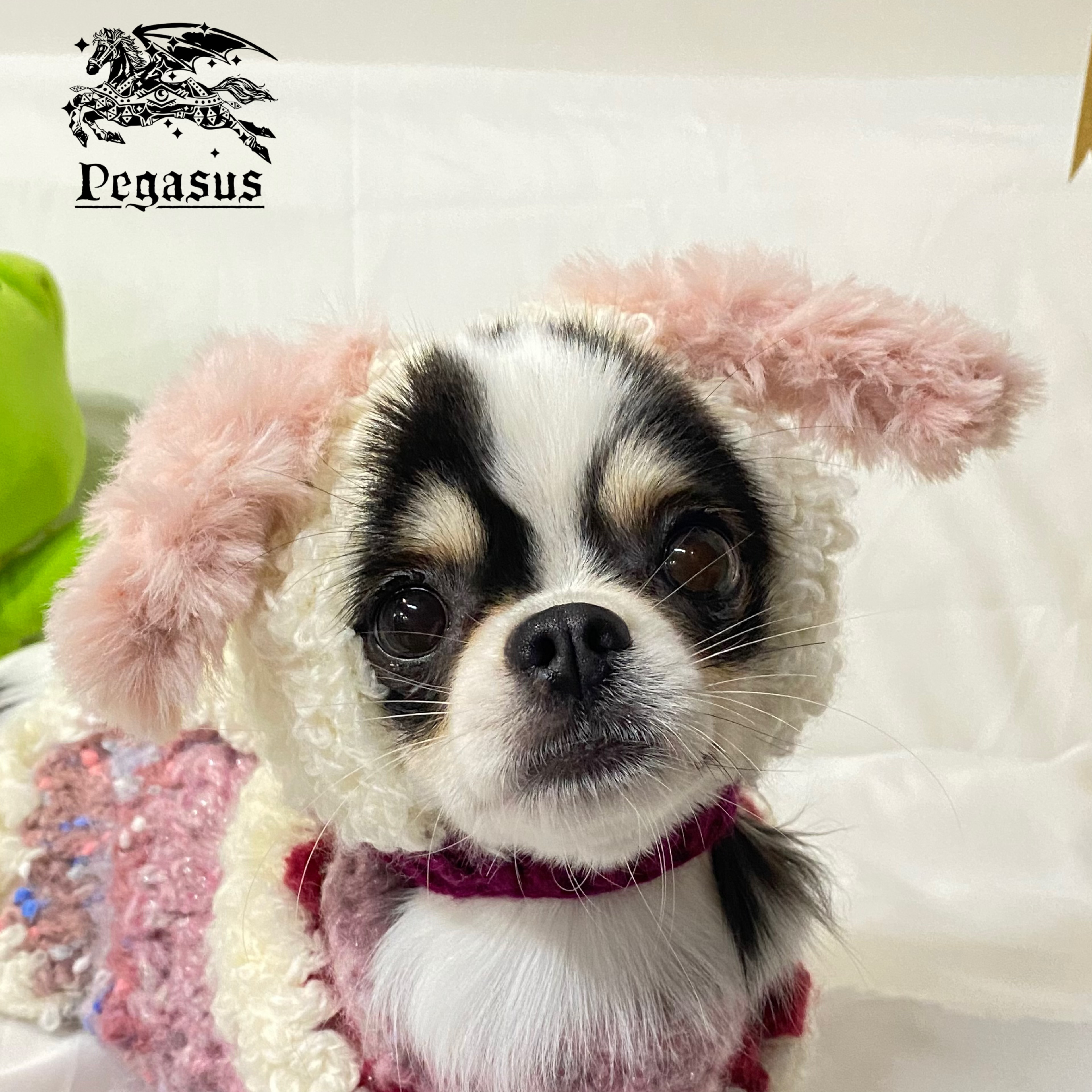 アイボリーベア 犬用帽子 ニット帽 被り物 犬用服 イタグレ服