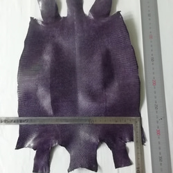 リザード　トカゲ　濃い紫 2枚目の画像