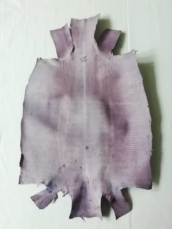 リザード　トカゲ　濃い紫 3枚目の画像